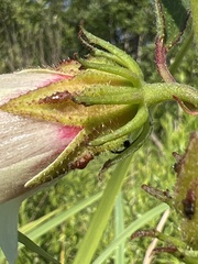 Hibiscus aculeatus