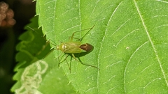 Calocoris