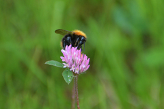 Bombus pascuorum sparreanus