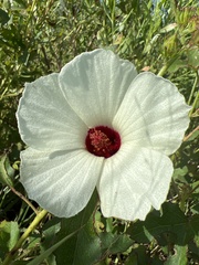 Hibiscus aculeatus
