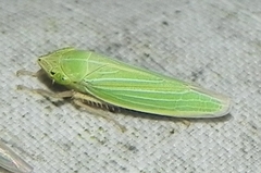 Draeculacephala noveboracensis