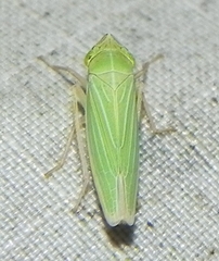 Draeculacephala noveboracensis