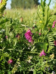 Vicia tenuifolia