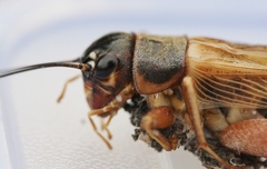 Gryllus integer