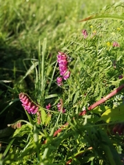 Vicia tenuifolia