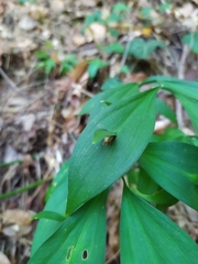 Ruscus