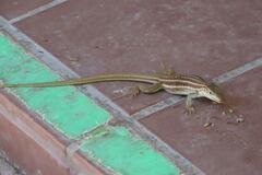 Aspidoscelis sonorae