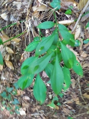 Ruscus