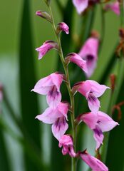 Gladiolus crassifolius