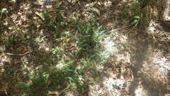 Asplenium sandersonii