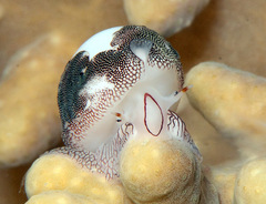 Procalpurnus lacteus