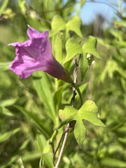 Ipomoea cordatotriloba
