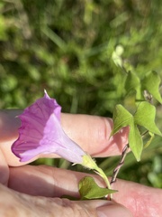 Ipomoea cordatotriloba