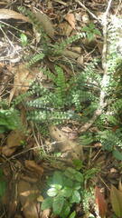 Asplenium sandersonii