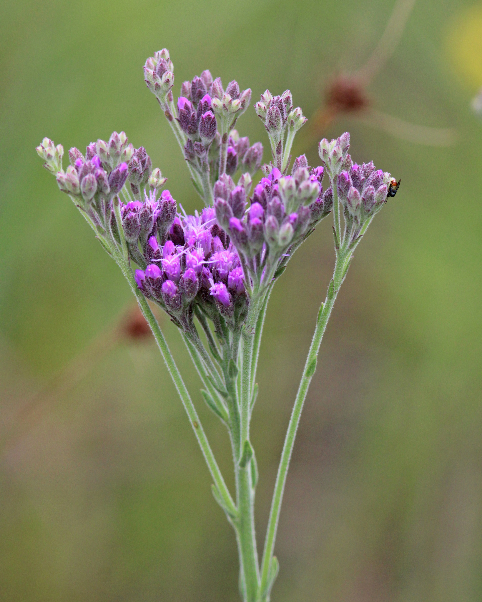 Carphephorus carnosus