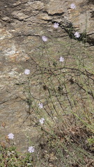 Lactuca tenerrima