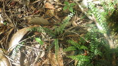 Asplenium sandersonii