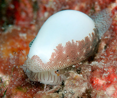 Procalpurnus lacteus