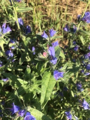 Echium vulgare