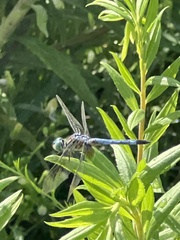 Pachydiplax longipennis