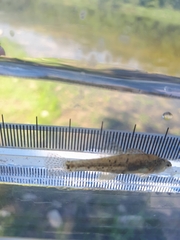 Etheostoma microperca
