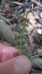 Asplenium sandersonii