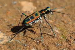 Cosmodela barmanica