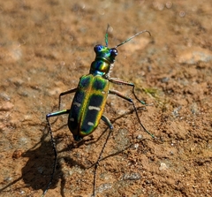 Cosmodela barmanica