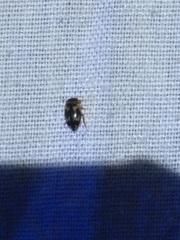 Heterosternuta wickhami