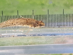 Etheostoma microperca