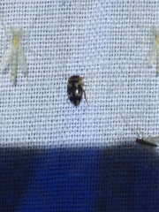 Heterosternuta wickhami