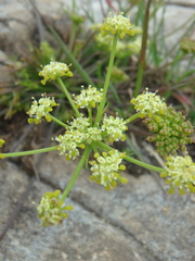 Chamaesciadium acaule