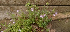 Chaenorhinum origanifolium origanifolium