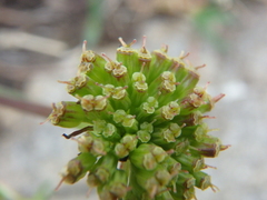 Chamaesciadium acaule
