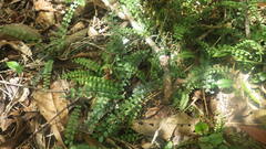 Asplenium sandersonii