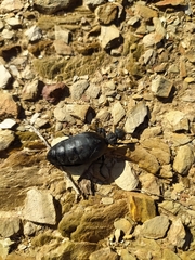 Meloe angulatus