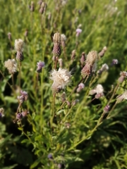 Cirsium arvense