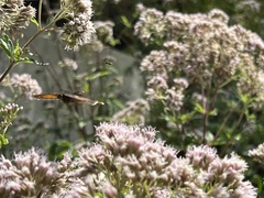 Eupatorium cannabinum