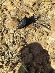 Meloe angulatus