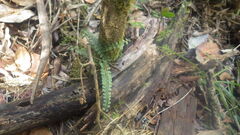 Asplenium sandersonii