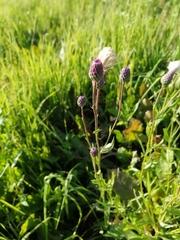 Cirsium arvense