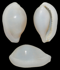 Procalpurnus semistriatus