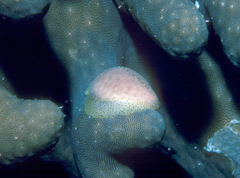 Procalpurnus semistriatus
