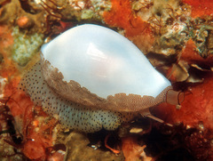 Procalpurnus semistriatus