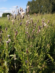 Cirsium arvense