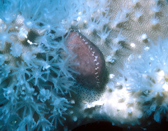 Procalpurnus semistriatus