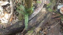 Asplenium sandersonii