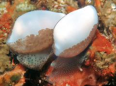 Procalpurnus semistriatus