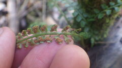 Asplenium sandersonii