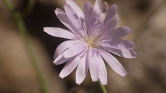 Lactuca tenerrima